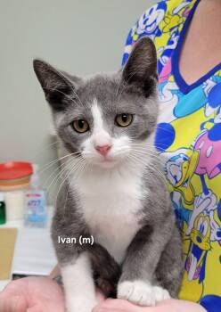 Ivan -  Domestic Short Hair Cat for Adoption in Mazon, Illinois - Ivan | PetCurious