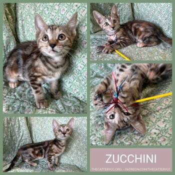 Zucchini -  Domestic Short Hair Cat for Adoption in Corpus Christi, Texas - Zucchini | PetCurious