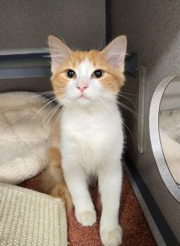 Domestic Short Hair Cats Available for Adoption - Petey | PetCurious