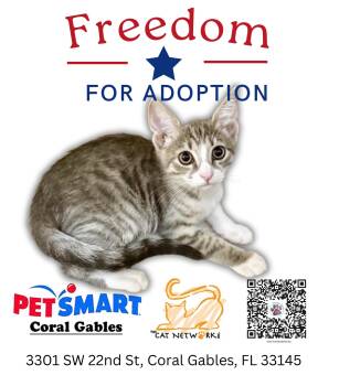 Rescue Domestic Short Hair Cats for Adoption in Miami, Florida - Freedom | PetCurious