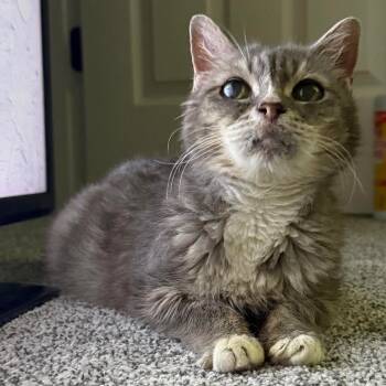 Rescue Domestic Short Hair Cats for Adoption in Titusville, Florida - Miami | PetCurious