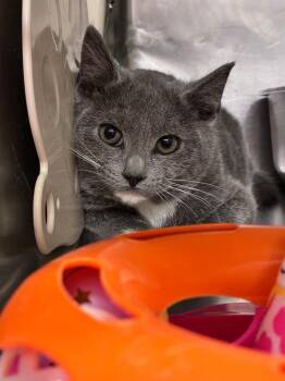 Domestic Short Hair Cats Available for Adoption in Blountville, Tennessee - Quaid | PetCurious