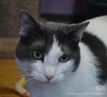 Domestic Short Hair Cats Available for Adoption - Bogey | PetCurious