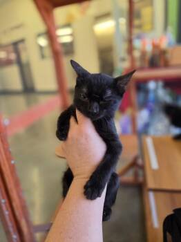 Ramen -  Domestic Short Hair Cat Available for Adoption in Town 