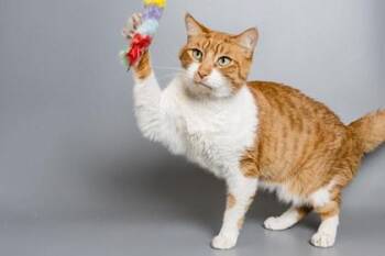 Domestic Short Hair Cats Available for Adoption in Longmont, Colorado - Elwood | PetCurious