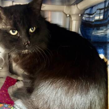 Cooper -  Domestic Medium Hair Cat for Adoption in Riverside, California - Cooper | PetCurious
