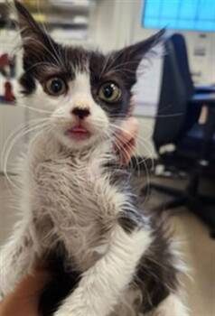 A142509 -  Domestic Long Hair Cat for Adoption in Burbank, California - A142509 | PetCurious