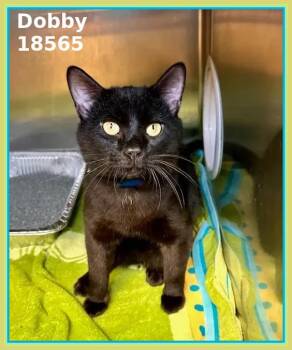 Domestic Short Hair Cats Available for Adoption in Marietta, Georgia - DOBBY | PetCurious