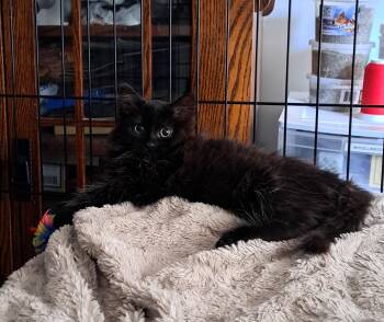 Rescue Domestic Long Hair Cats for Adoption in Pickering, Ontario - Sasha | PetCurious