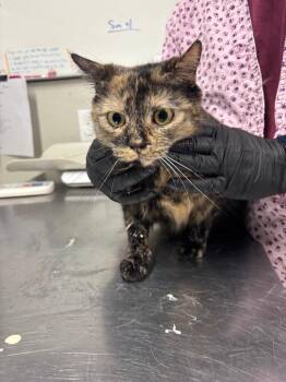 Domestic Medium Hair Cats Available for Adoption in Fall River, Massachusetts - Aurora | PetCurious