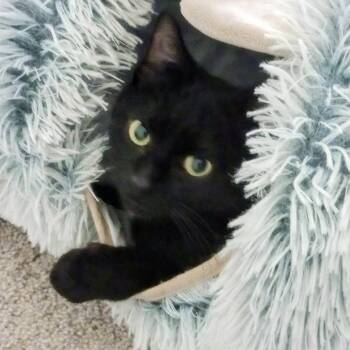 Aster -  Domestic Short Hair Cat for Adoption in Roanoke, Virginia - Aster | PetCurious