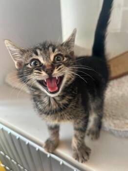 MISTY -  Domestic Short Hair Cat for Adoption in Spokane Valley, Washington - MISTY | PetCurious