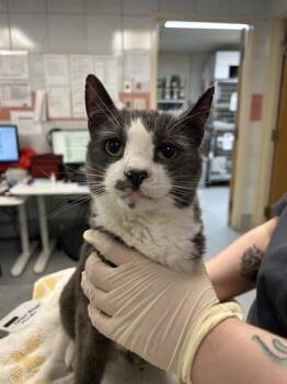 Rescue Domestic Short Hair Cats for Adoption in Montreal, Quebec - Presley | PetCurious