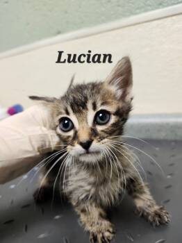 Rescue Domestic Short Hair Cats for Adoption in Ellijay, Georgia - Lucian | PetCurious