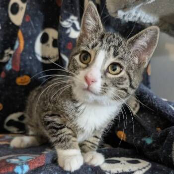 Rescue Domestic Short Hair Cats for Adoption in York, Pennsylvania - Sally | PetCurious