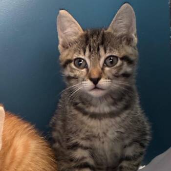Micah -  Domestic Short Hair Cat for Adoption in Tulsa, Oklahoma - Micah | PetCurious