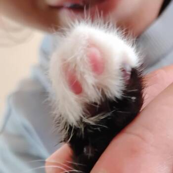 Dinkie -  Domestic Short Hair Cat for Adoption in Grantsville, Utah - Dinkie | PetCurious