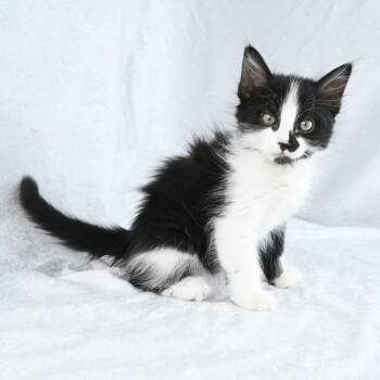 Sylvester -  Domestic Long Hair Cat for Adoption in Mobile, Alabama - Sylvester | PetCurious