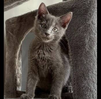 Sidewalk Sale (Smokey) -  Domestic Short Hair Cat for Adoption in Chicago, Illinois - Sidewalk Sale (Smokey) | PetCurious