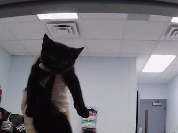 Domestic Short Hair Cats Available for Adoption in Charlotte, North Carolina - ROBBY | PetCurious