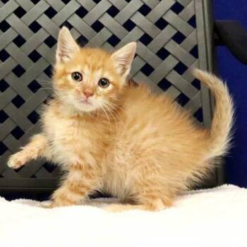 Jonie -  Domestic Short Hair Cat for Adoption in Fort Davis, Texas - Jonie | PetCurious