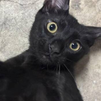 Logan -  Domestic Short Hair Cat for Adoption in Houston, Texas - Logan | PetCurious