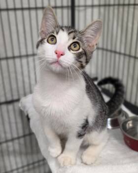 Honolulu -  Domestic Short Hair Cat for Adoption in Novato, California - Honolulu | PetCurious