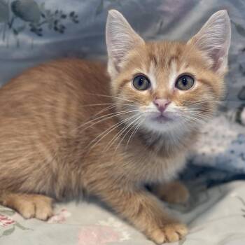 Sylvia -  Domestic Short Hair Cat for Adoption in Matteson, Illinois - Sylvia | PetCurious
