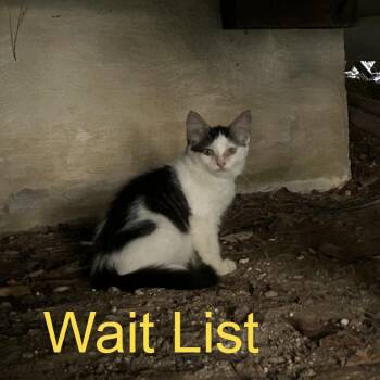 Precious -  American Shorthair Cat for Adoption in Livingston, Texas - Precious | PetCurious