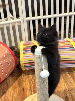 Domestic Long Hair Cats Available for Adoption in Pinole, California - Batman | PetCurious