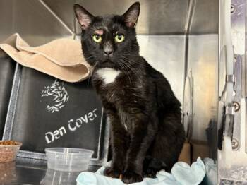 Rescue Domestic Short Hair Cats for Adoption in New York, New York - Shadow | PetCurious