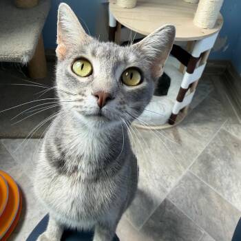 Celia Cruz -  Domestic Short Hair Cat for Adoption in San Pablo, California - Celia Cruz | PetCurious