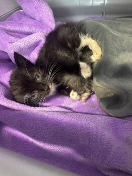 Flower -  Domestic Short Hair Cat for Adoption in West Chester, Pennsylvania - Flower | PetCurious