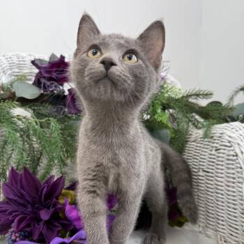 Amooca legion 56379 -  Russian Blue and Domestic Short Hair Cat for Adoption in Eaton Rapids, Michigan - Amooca Legion 56379 | PetCurious