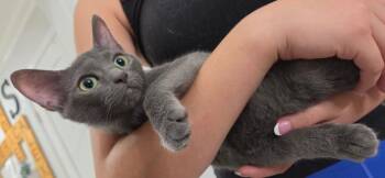 Bagheera -  Domestic Short Hair Cat for Adoption in San Antonio, Texas - Bagheera | PetCurious
