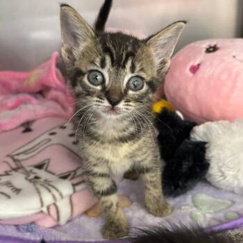 Domestic Short Hair Cats Available for Adoption in West Palm Beach, Florida - Salamander | PetCurious