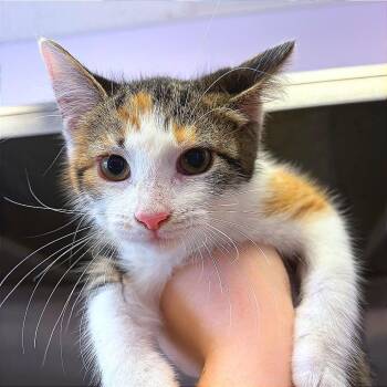 Hermione -  Domestic Short Hair Cat for Adoption in Hannibal, Missouri - Hermione | PetCurious