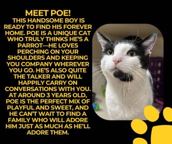 Rescue Domestic Short Hair Cats for Adoption in Tama, Iowa - Poe | PetCurious