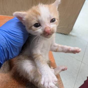 Moon -  Domestic Short Hair Cat for Adoption in Philadelphia, Pennsylvania - Moon | PetCurious
