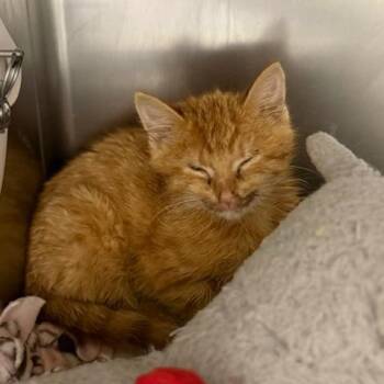 Cheddar 2 -  Domestic Short Hair Cat for Adoption in Cumming, Georgia - Cheddar 2 | PetCurious