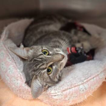 Rescue Domestic Short Hair Cats for Adoption in Attica, New York - Louise | PetCurious