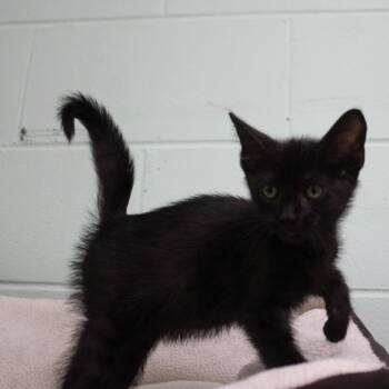Grady -  Domestic Short Hair Cat for Adoption in Valley, Alabama - Grady | PetCurious
