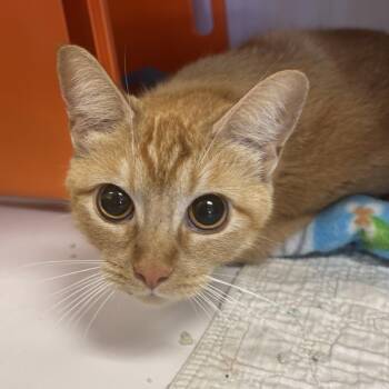 Domestic Short Hair Cats Available for Adoption in Houston, Texas - Rajah | PetCurious