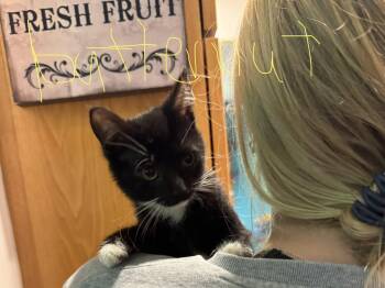 C342 Litter Butternut -  Domestic Short Hair Cat for Adoption in Livonia, Michigan - C342 Litter Butternut | PetCurious