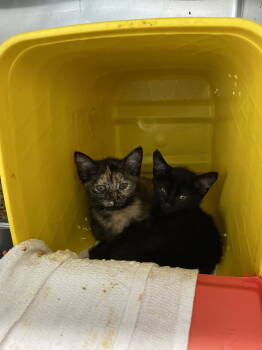 Rescue Domestic Short Hair Cats for Adoption in Rustburg, Virginia - Jamie - At Shelter | PetCurious