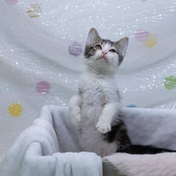 Otto-C -  Domestic Medium Hair Cat for Adoption in East St. Louis, Illinois - Otto-C | PetCurious