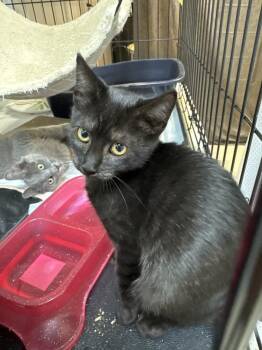 Tanner- MD -  Domestic Short Hair Cat for Adoption in Fort Walton Beach, Florida - Tanner- MD | PetCurious
