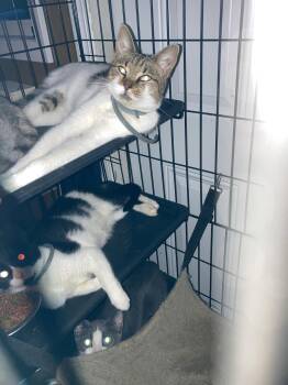 Pumpkin -  Domestic Short Hair Cat for Adoption in Chatham, Virginia - Pumpkin | PetCurious