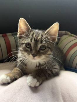 Tony -  Domestic Short Hair and Tabby Cat for Adoption in Rochester Hills, Michigan - Tony | PetCurious