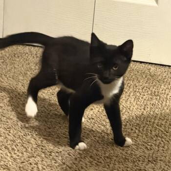 Tuky -  Domestic Short Hair Cat for Adoption in Lemoyne, Pennsylvania - Tuky | PetCurious